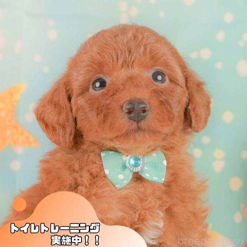 販売中の静岡県のトイプードル-454311