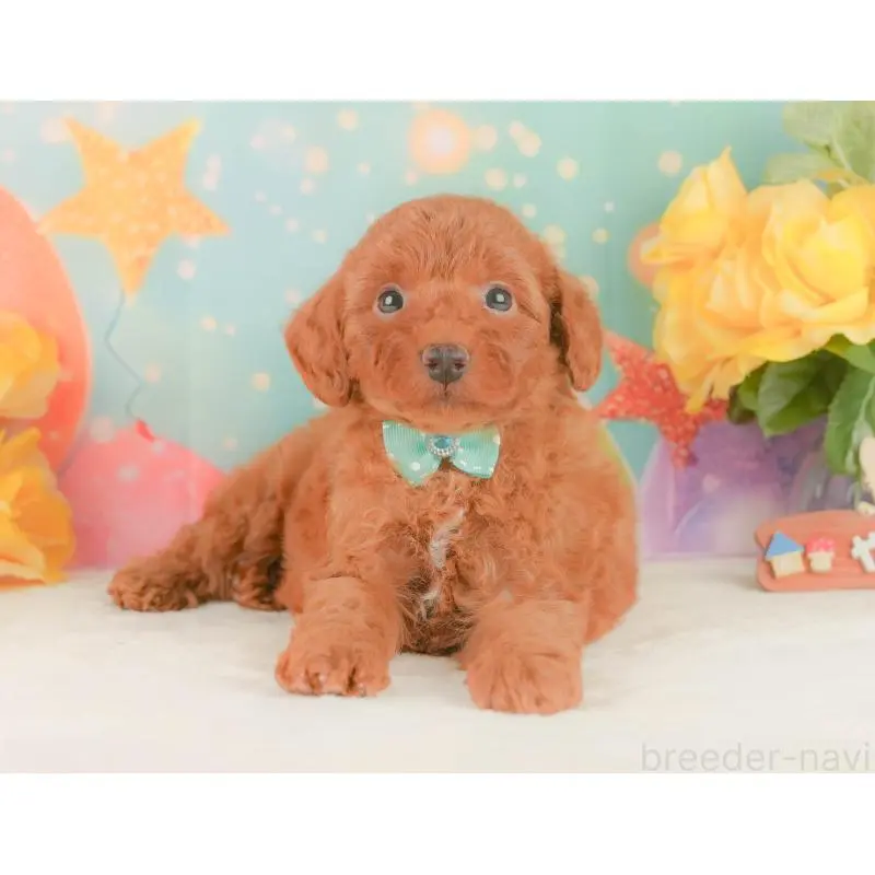 販売中の静岡県のトイプードル-454311の12枚目