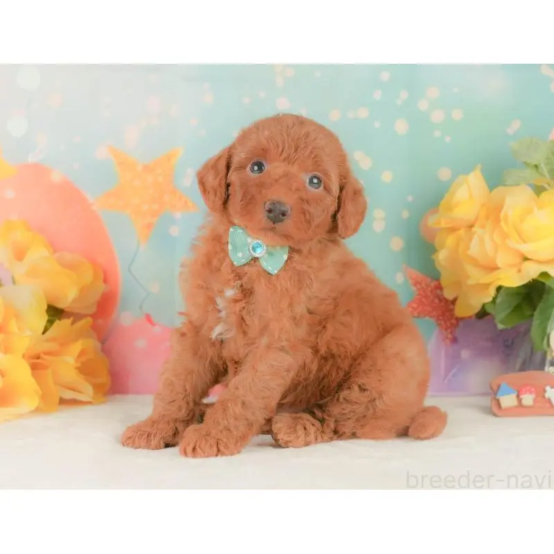 販売中の静岡県のトイプードル-454311の11枚目