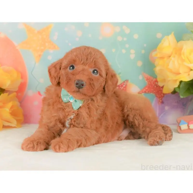 販売中の静岡県のトイプードル-454311の10枚目