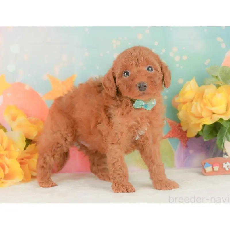 販売中の静岡県のトイプードル-454311の9枚目