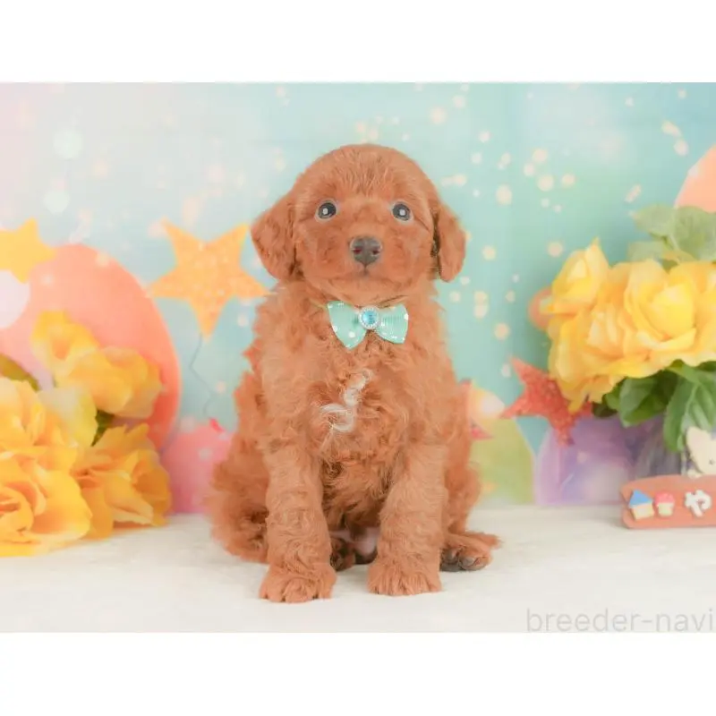 販売中の静岡県のトイプードル-454311の8枚目