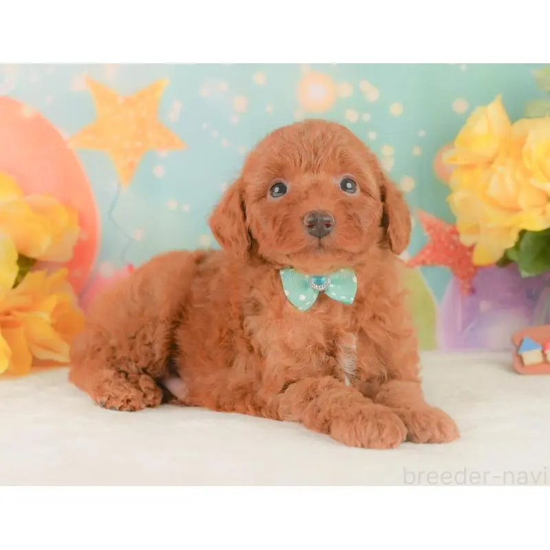 販売中の静岡県のトイプードル-454311の7枚目