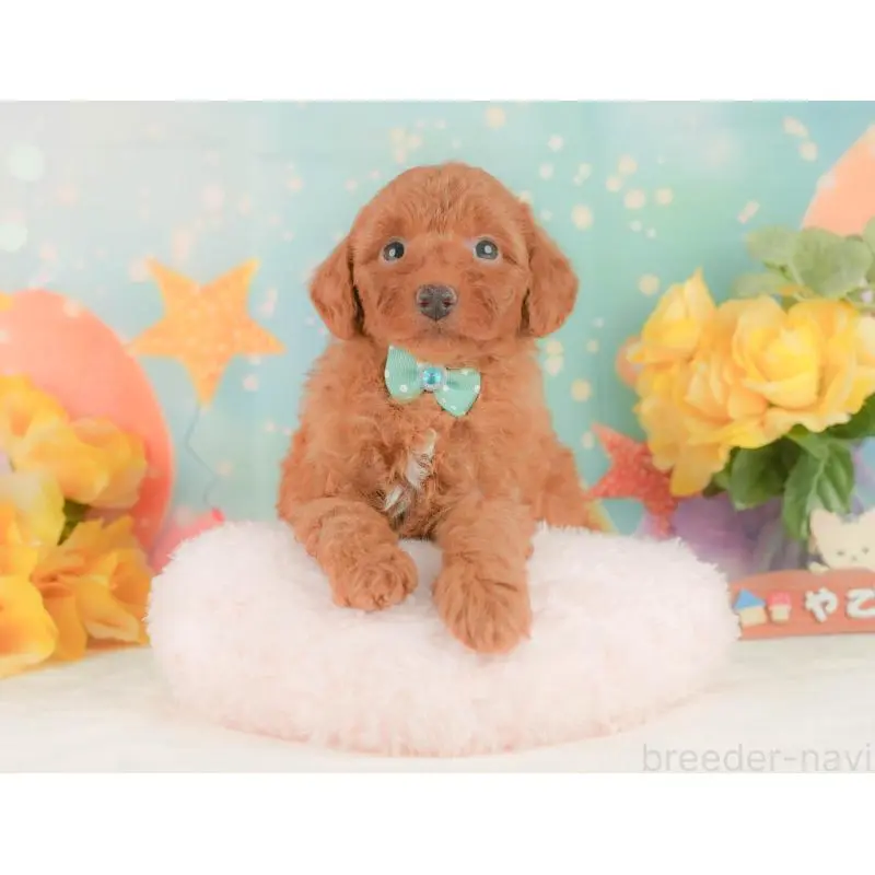 販売中の静岡県のトイプードル-454311の6枚目