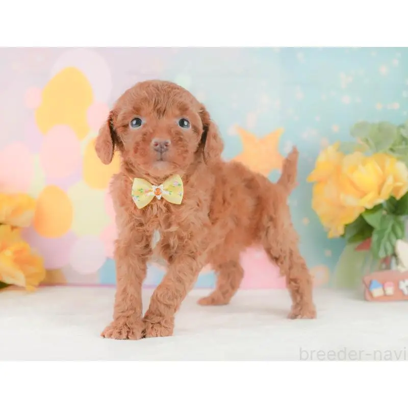 販売中の静岡県のトイプードル-454312の11枚目