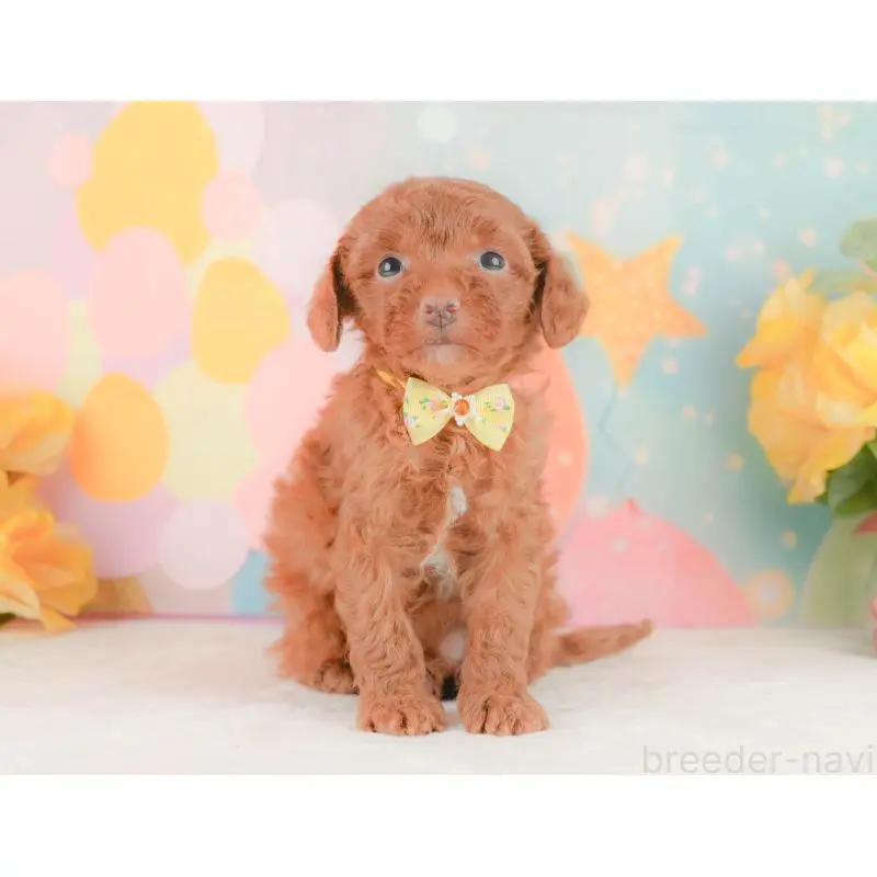 販売中の静岡県のトイプードル-454312の10枚目