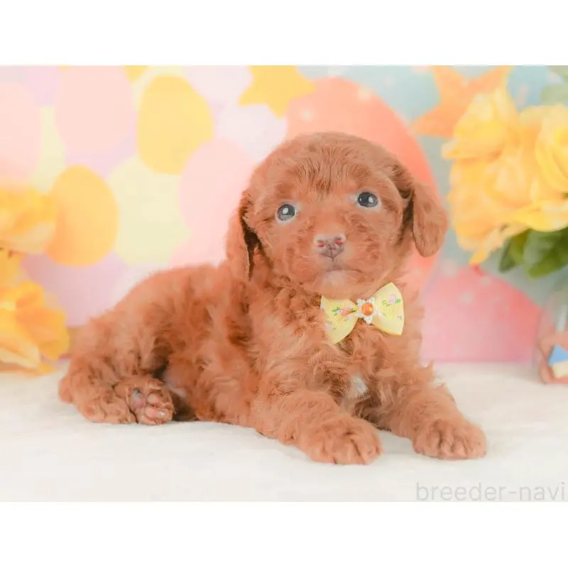 販売中の静岡県のトイプードル-454312の8枚目