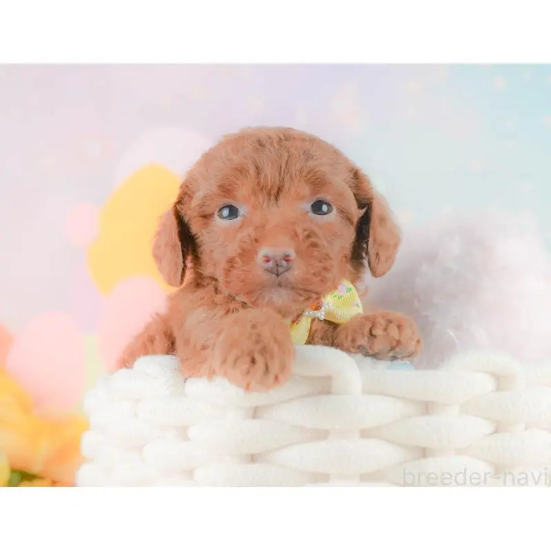 販売中の静岡県のトイプードル-454312の7枚目