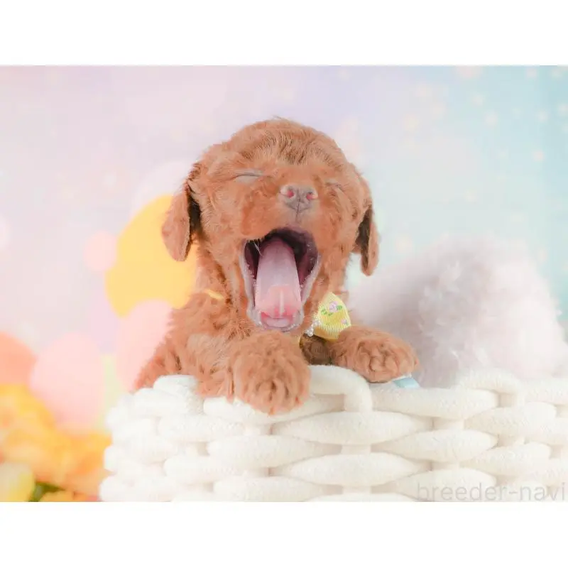 販売中の静岡県のトイプードル-454312の6枚目