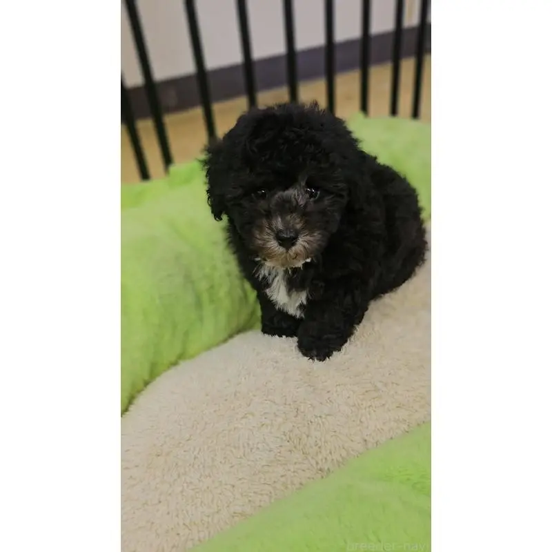 販売中の兵庫県のタイニープードル-454015の3枚目