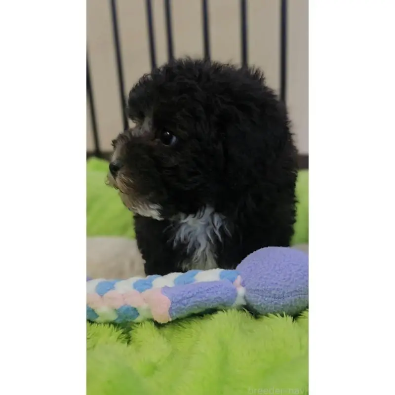 販売中の兵庫県のタイニープードル-454015の2枚目