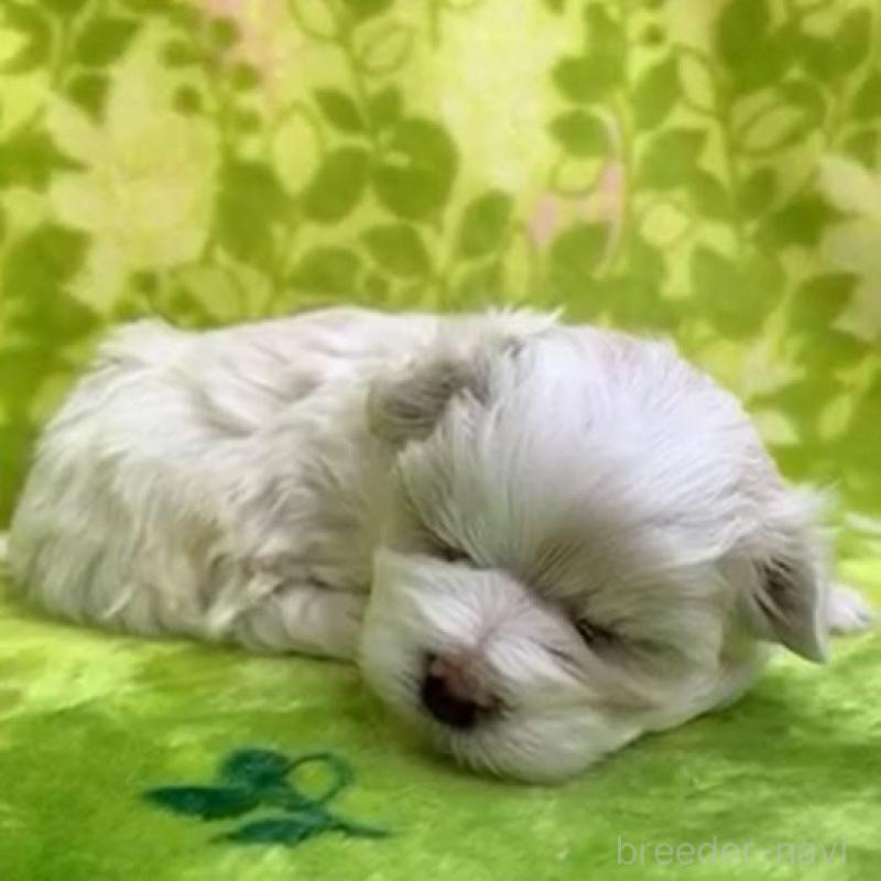 販売中の茨城県のマルチーズ-454014の3枚目