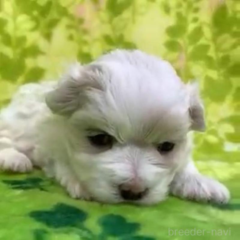 販売中の茨城県のマルチーズ-454014の2枚目