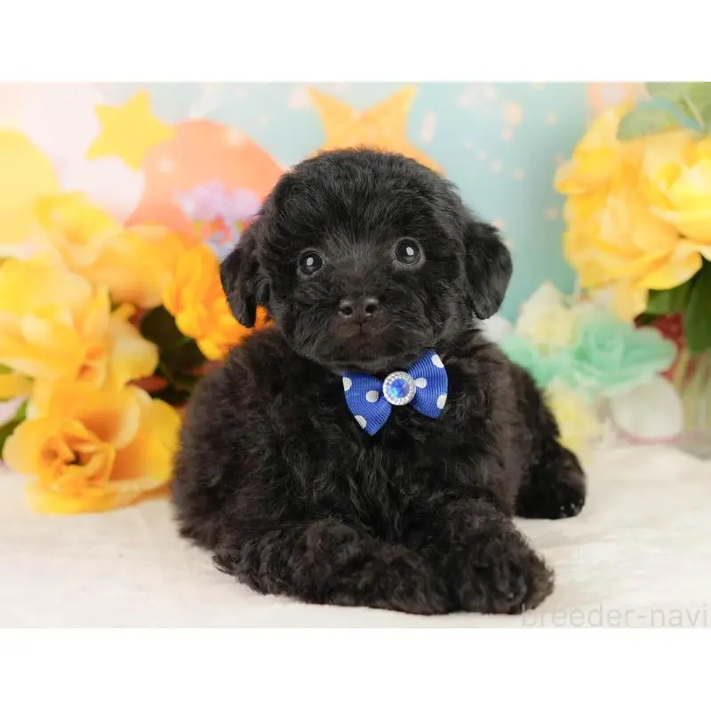 販売中の静岡県のトイプードル-454315の12枚目