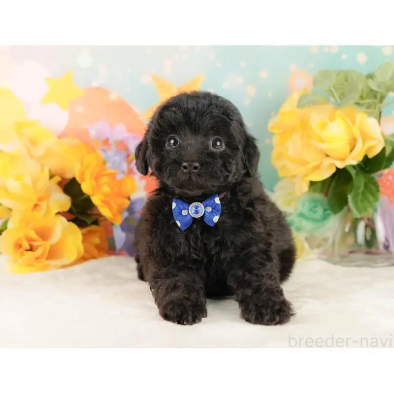 販売中の静岡県のトイプードル-454315の11枚目