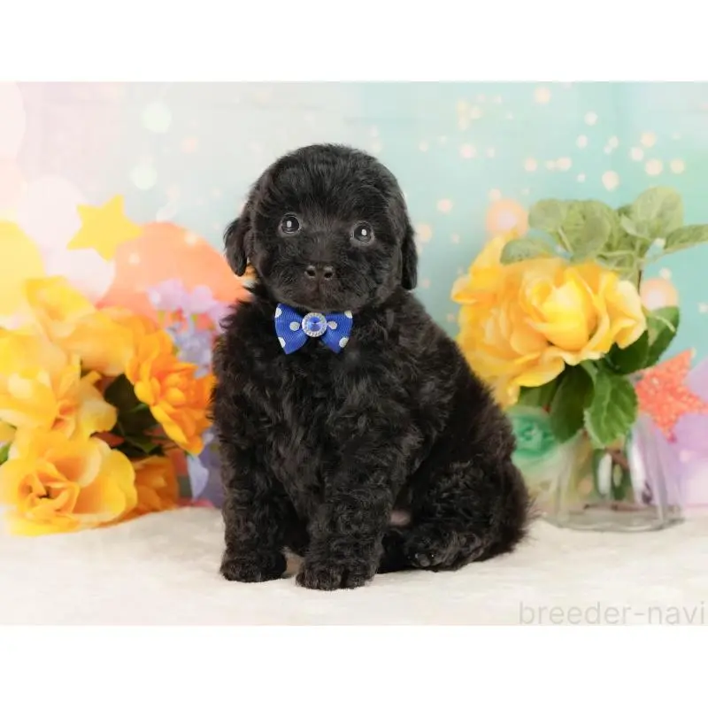 販売中の静岡県のトイプードル-454315の10枚目