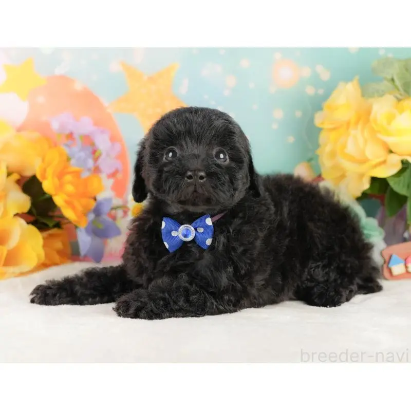 販売中の静岡県のトイプードル-454315の9枚目