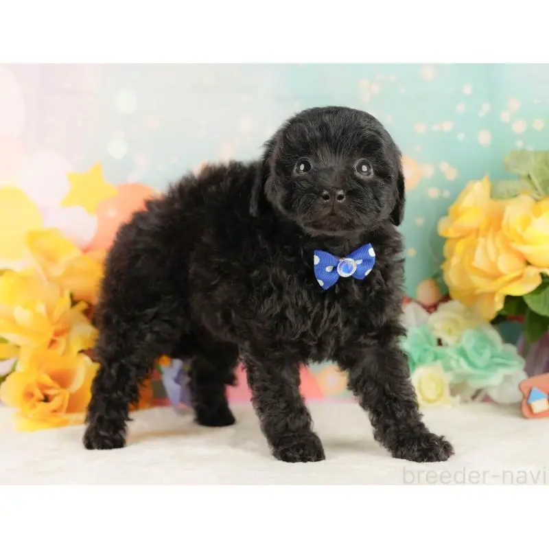 販売中の静岡県のトイプードル-454315の8枚目