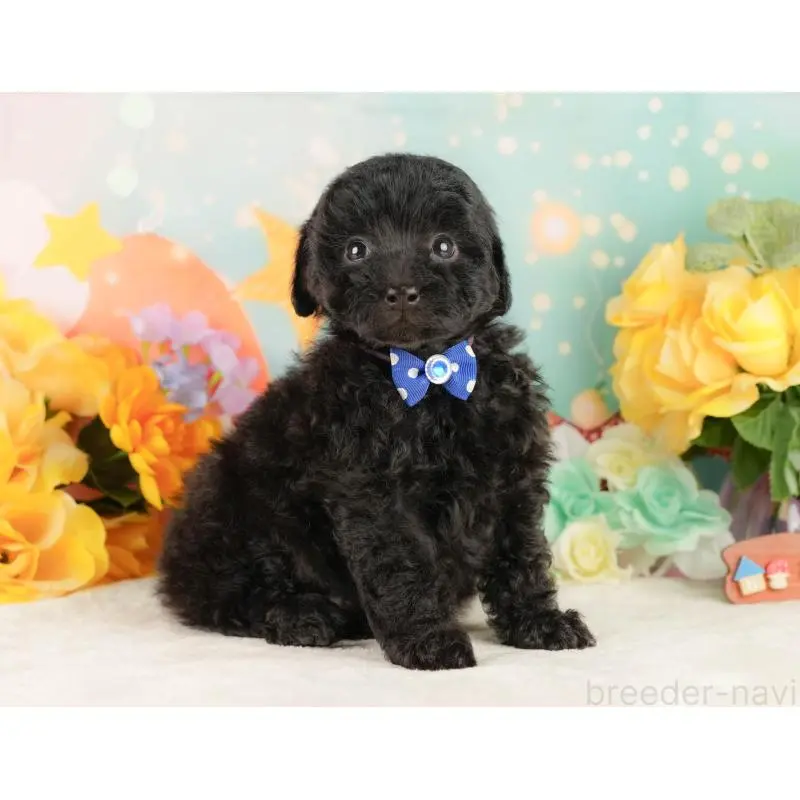 販売中の静岡県のトイプードル-454315の7枚目