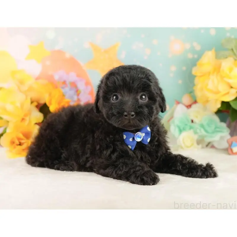 販売中の静岡県のトイプードル-454315の6枚目