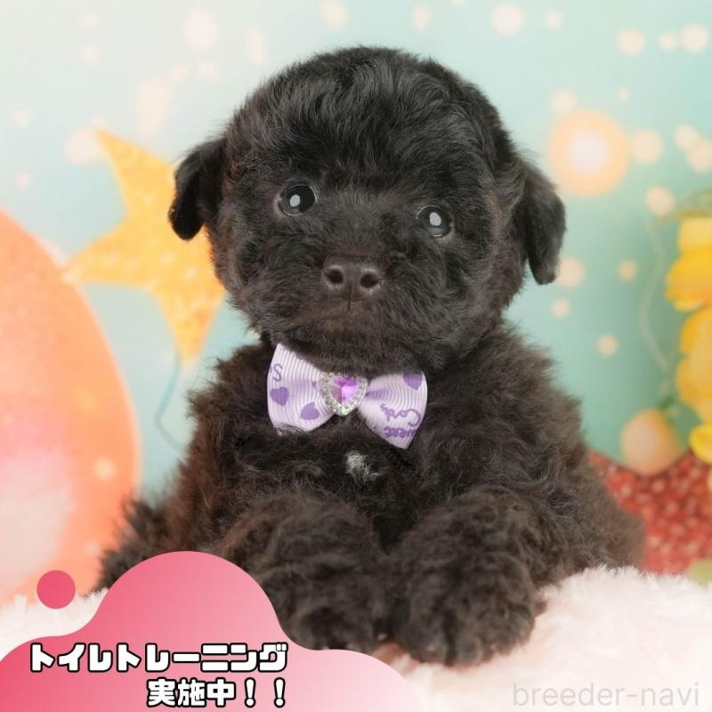 販売中の静岡県のトイプードル-454317