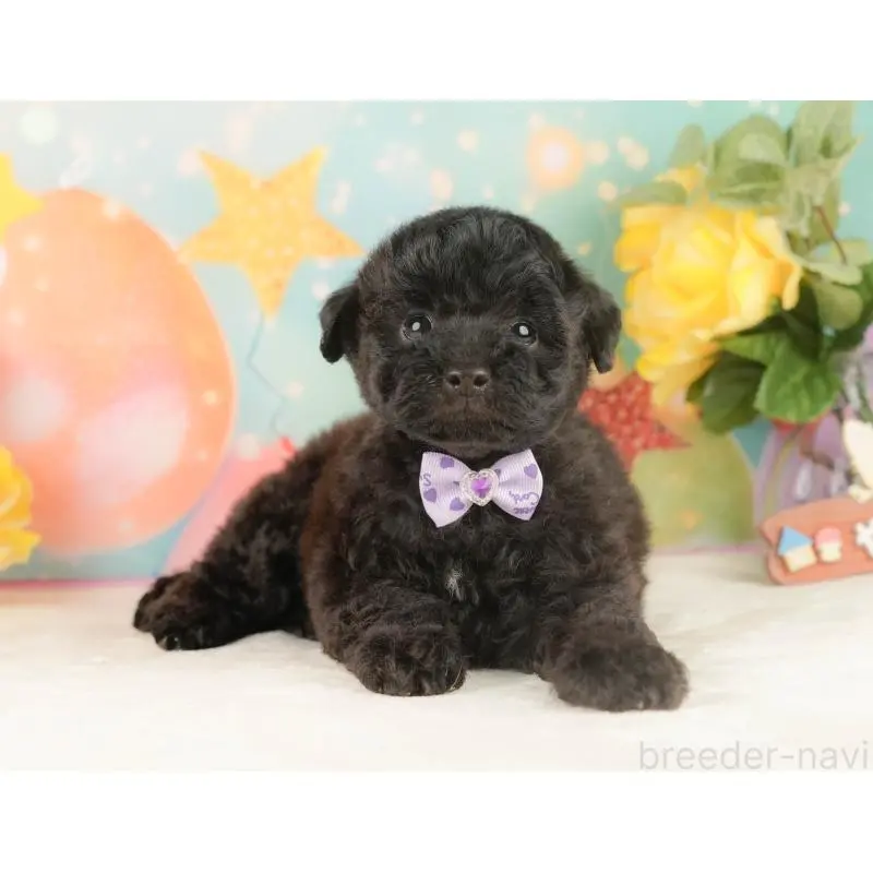 販売中の静岡県のトイプードル-454317の12枚目