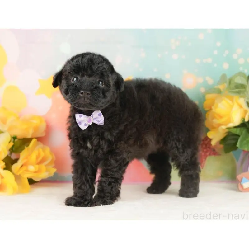 販売中の静岡県のトイプードル-454317の11枚目