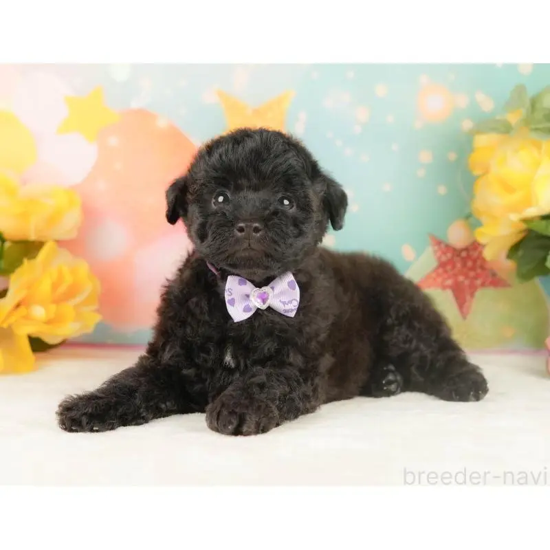 販売中の静岡県のトイプードル-454317の10枚目