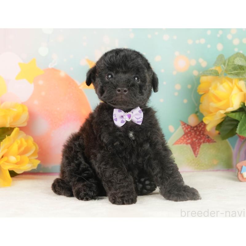 販売中の静岡県のトイプードル-454317の9枚目