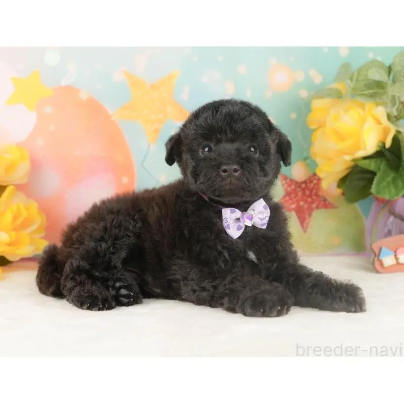 販売中の静岡県のトイプードル-454317の8枚目