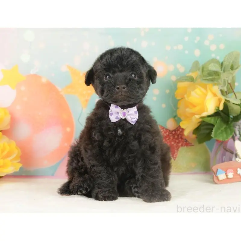 販売中の静岡県のトイプードル-454317の7枚目