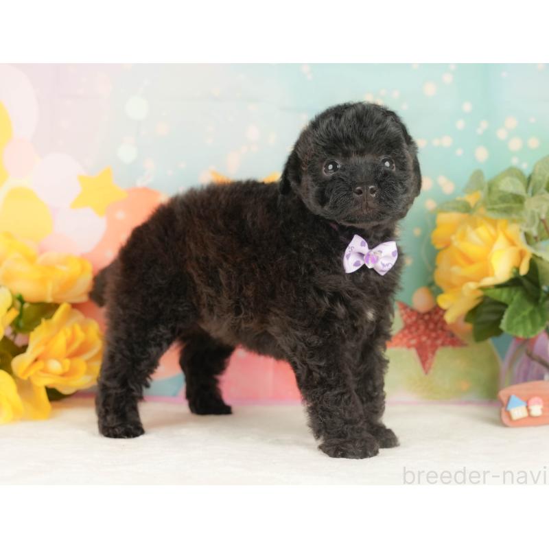 販売中の静岡県のトイプードル-454317の6枚目