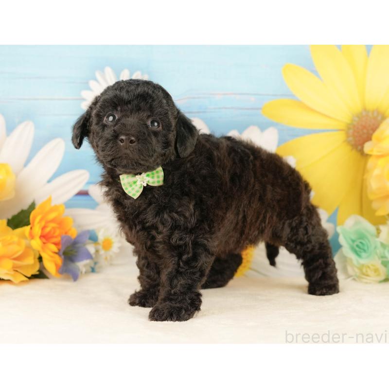 販売中の静岡県のトイプードル-454318の11枚目