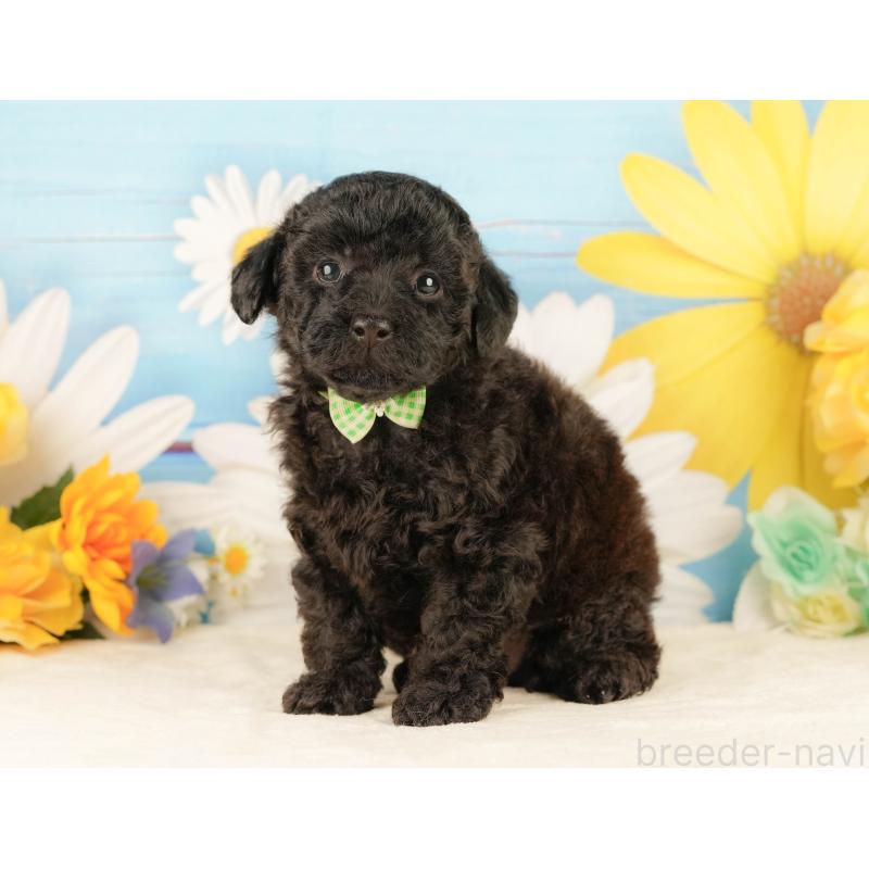 販売中の静岡県のトイプードル-454318の10枚目