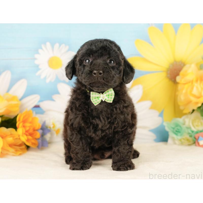 販売中の静岡県のトイプードル-454318の9枚目