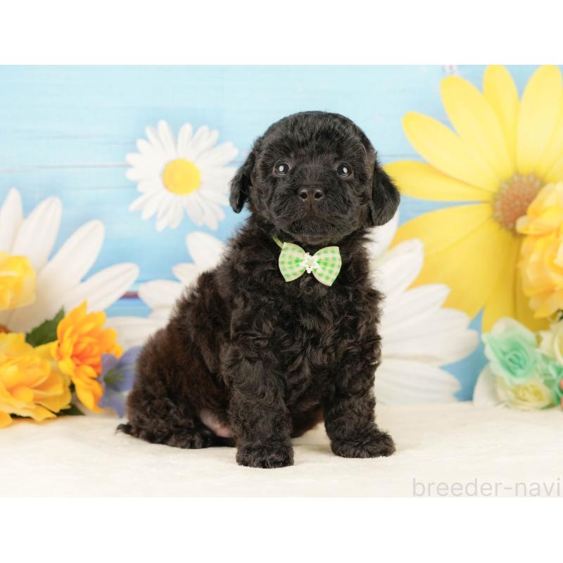 販売中の静岡県のトイプードル-454318の8枚目