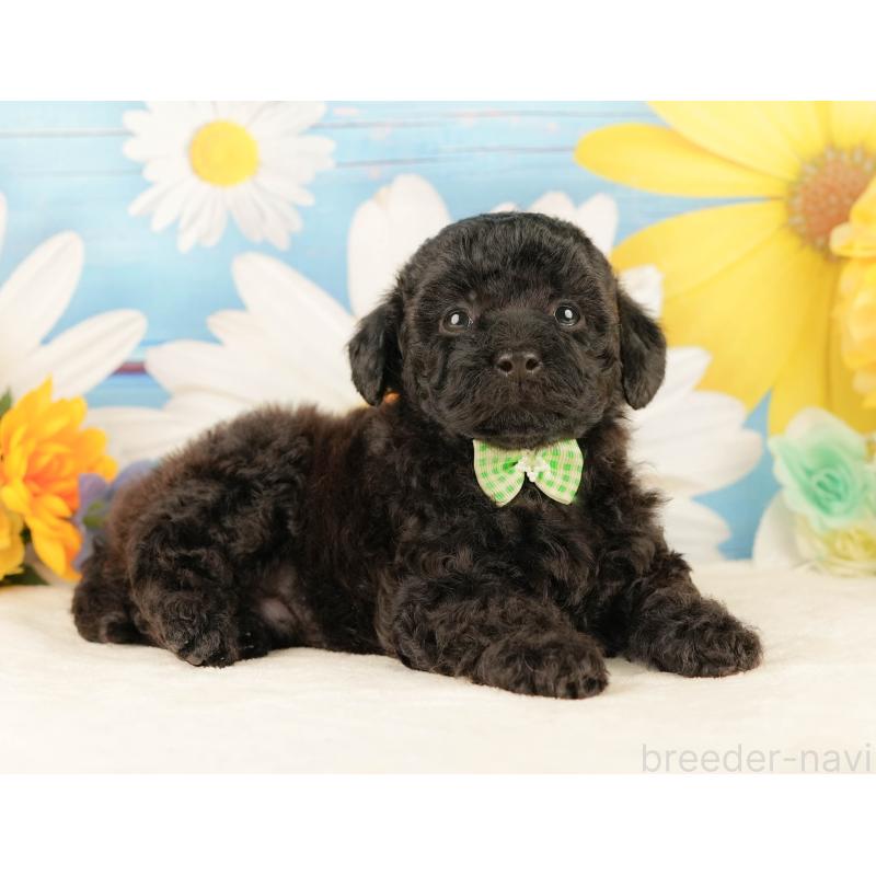 販売中の静岡県のトイプードル-454318の7枚目