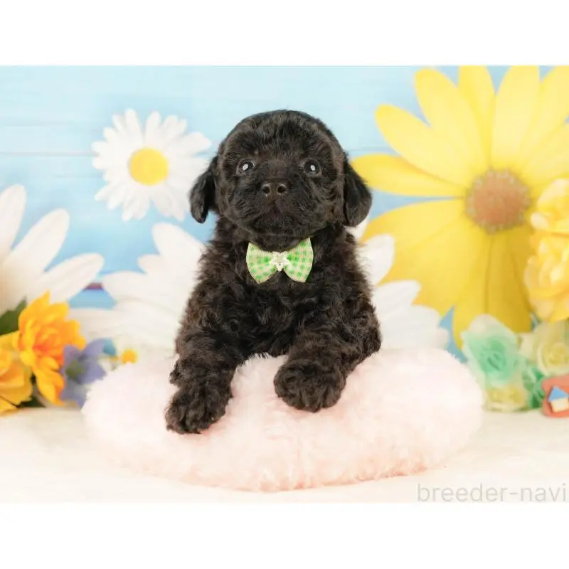 販売中の静岡県のトイプードル-454318の6枚目