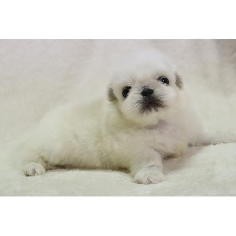 販売中の滋賀県のペキニーズ-454016の5枚目