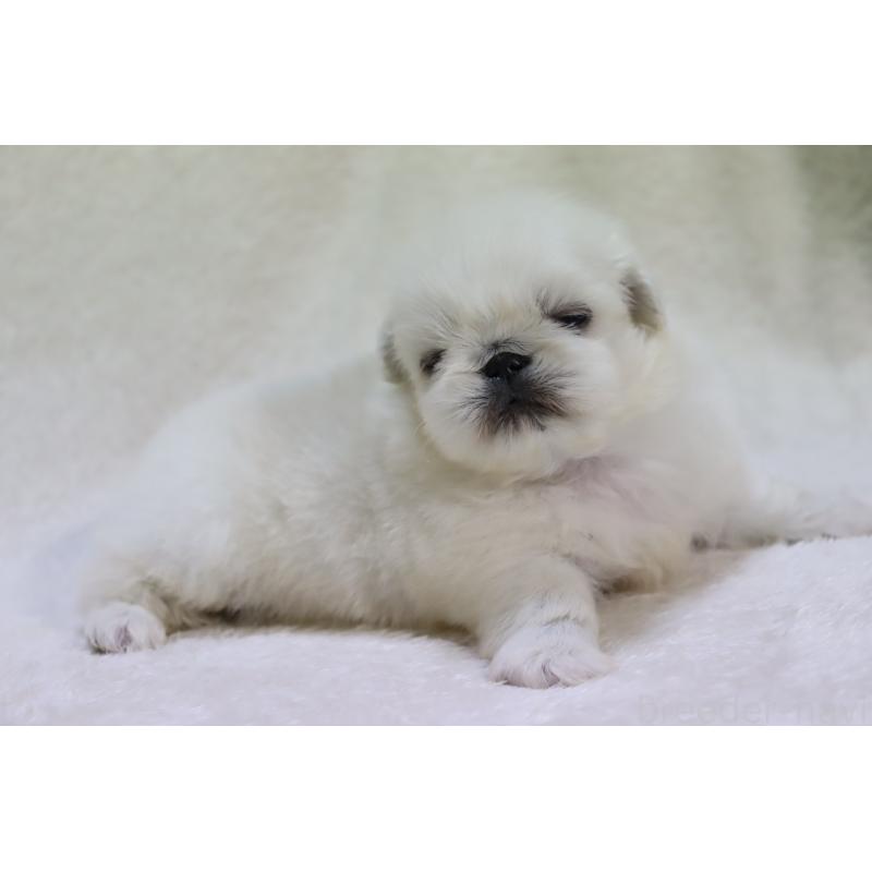 販売中の滋賀県のペキニーズ-454016の4枚目