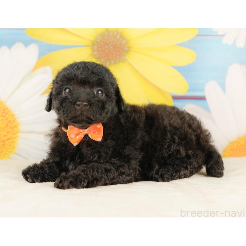 販売中の静岡県のトイプードル-454319の10枚目