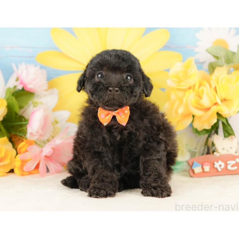 販売中の静岡県のトイプードル-454319の8枚目