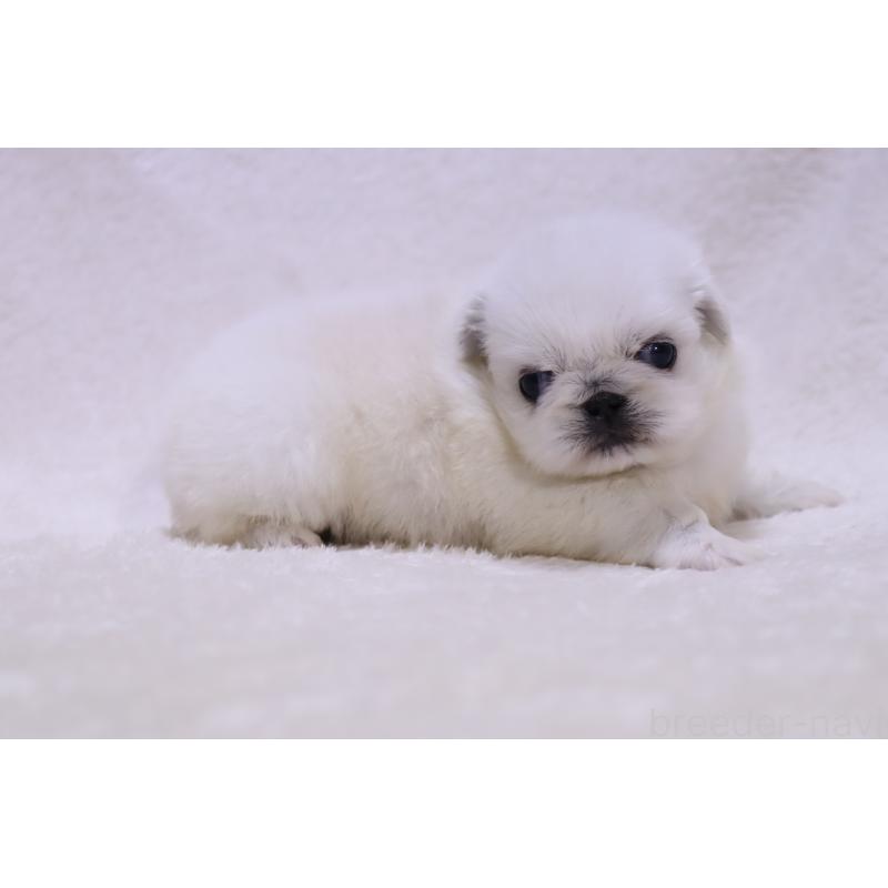 販売中の滋賀県のペキニーズ-454016の3枚目