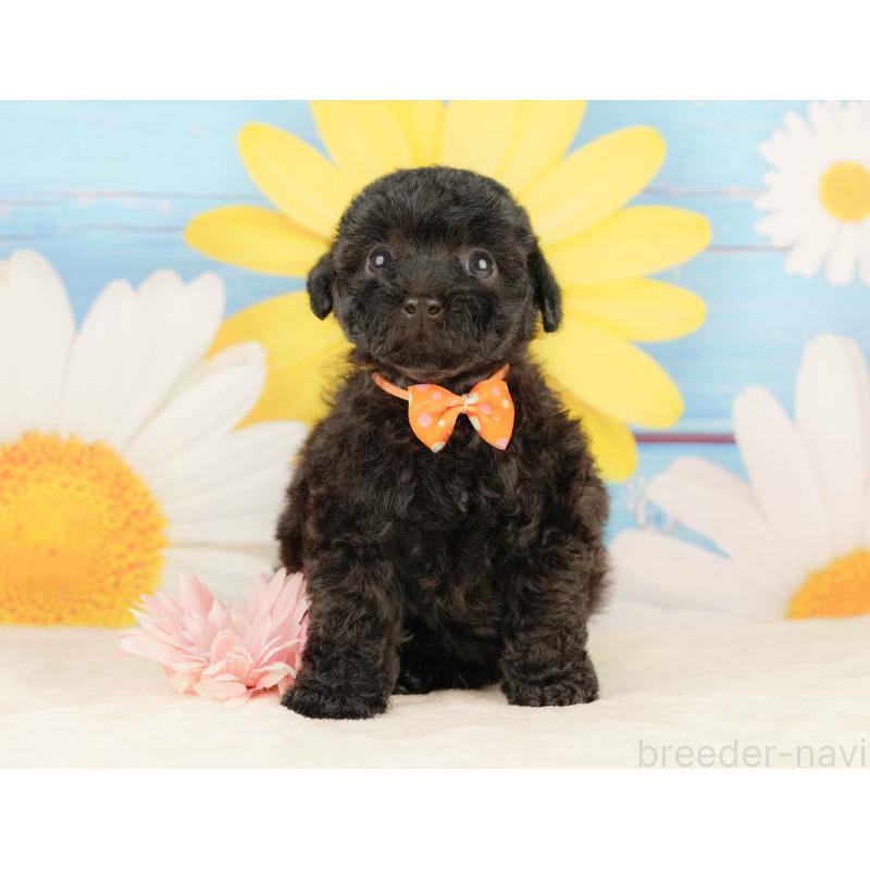 販売中の静岡県のトイプードル-454319の7枚目