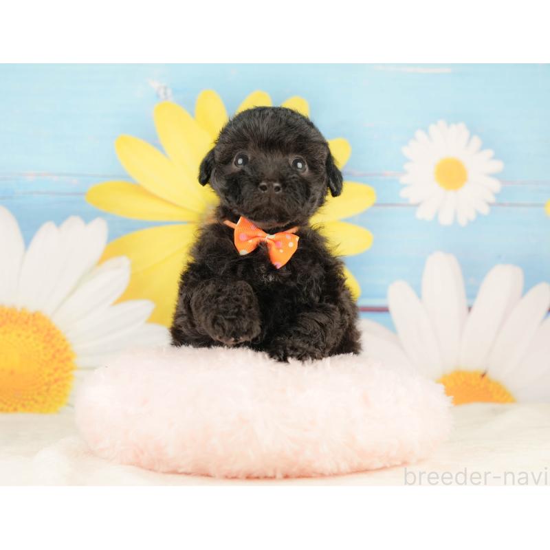 販売中の静岡県のトイプードル-454319の6枚目