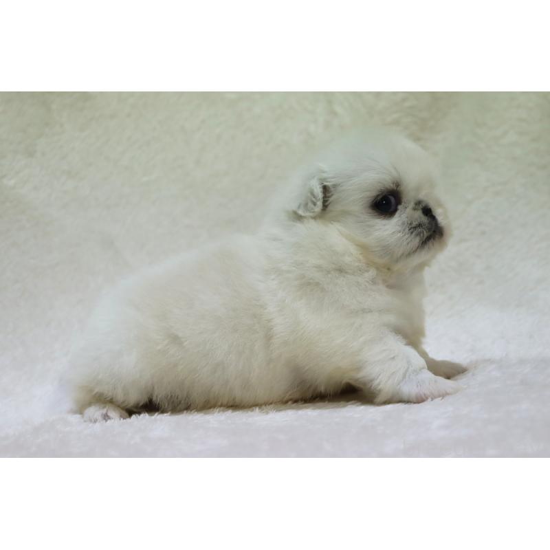 販売中の滋賀県のペキニーズ-454016の2枚目