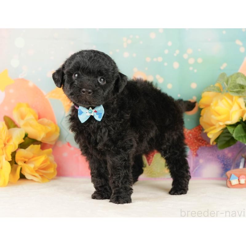 販売中の静岡県のトイプードル-454322の11枚目