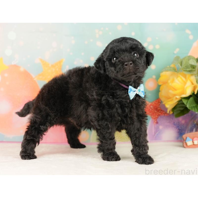 販売中の静岡県のトイプードル-454322の9枚目