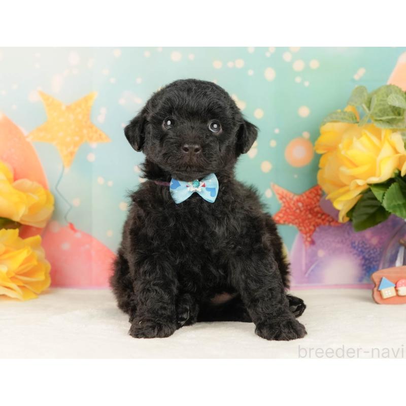 販売中の静岡県のトイプードル-454322の7枚目