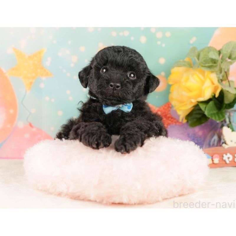 販売中の静岡県のトイプードル-454322の6枚目